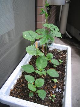 ファイル名: IMG0087.jpg
ファイルサイズ: 19KB IMG0087