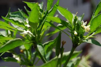 ファイル名: DSC0132.jpg
ファイルサイズ: 16.2KB DSC0132