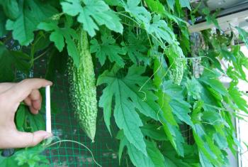 ファイル名: DSC0133.jpg
ファイルサイズ: 21.1KB DSC0133