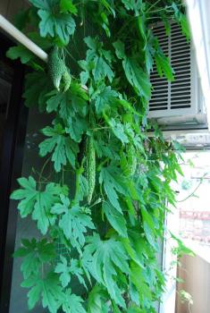 ファイル名: DSC0134.jpg
ファイルサイズ: 21.4KB DSC0134