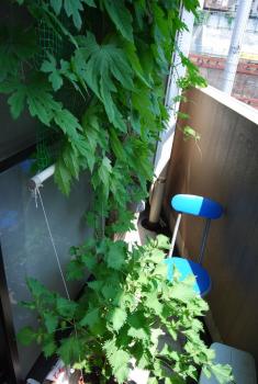 ファイル名: DSC0135.jpg
ファイルサイズ: 18.8KB DSC0135