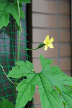 ファイル名: DSC0255.jpg
ファイルサイズ: 125.1KB
→クリックで元のサイズを表示 DSC0255